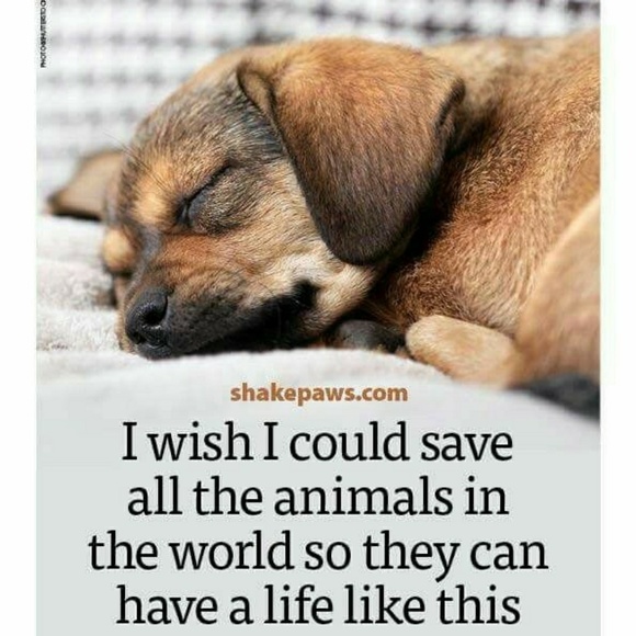 If we can live well without harming other living beings, why wouldn't we? - Picture 12 of 15