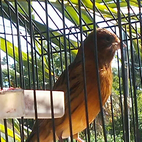 Meet your Posher, Prudence - Picture 1 of 1