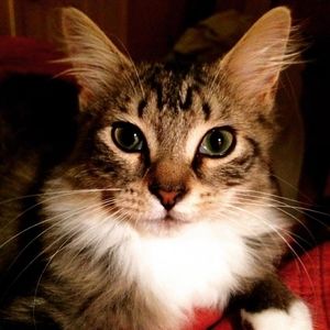 Meet your Posher, Robin