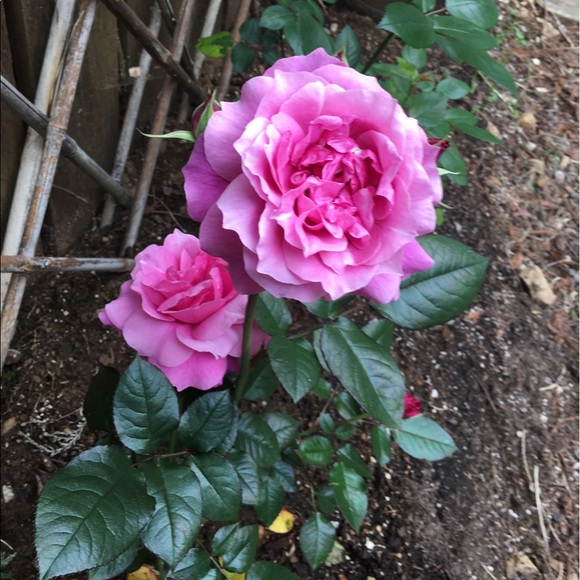 Meet your Posher, Michelle - Picture 6 of 8