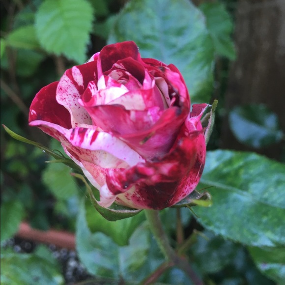 Meet your Posher, Michelle - Picture 4 of 8