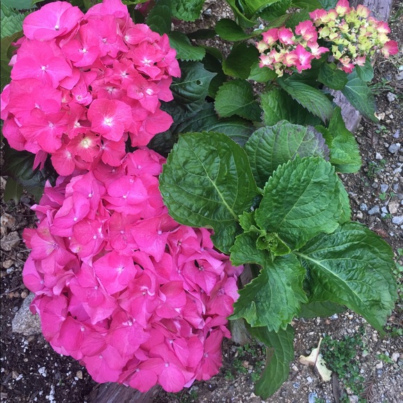 Meet your Posher, Michelle - Picture 7 of 8