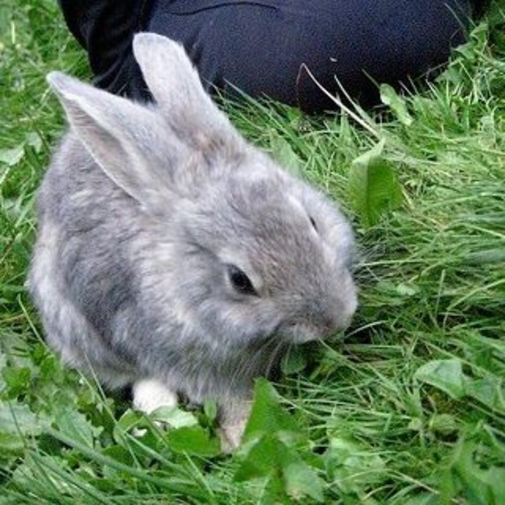 Meet your Posher, Juniper