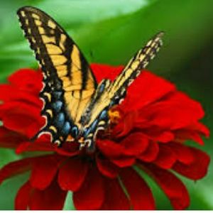 Meet your Posher, Alexis