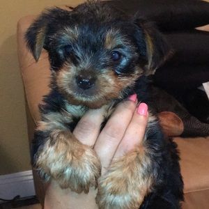 Meet your Posher, Daisy