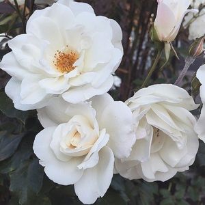 BUNDLE 🌷