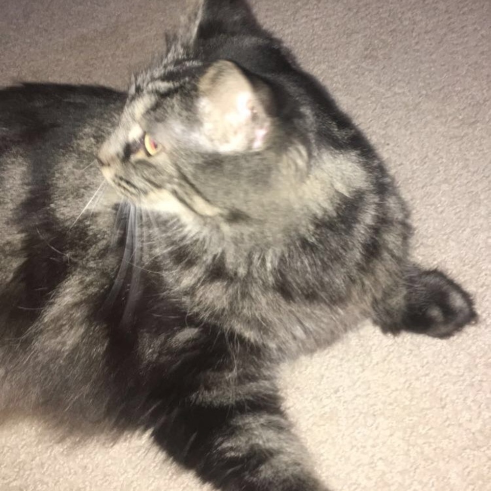 Meet your Posher, Reashe