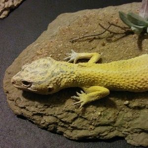Leopard gecko replica