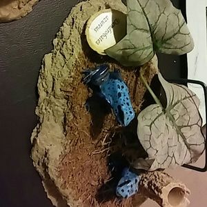 Dart frog replica pen holder