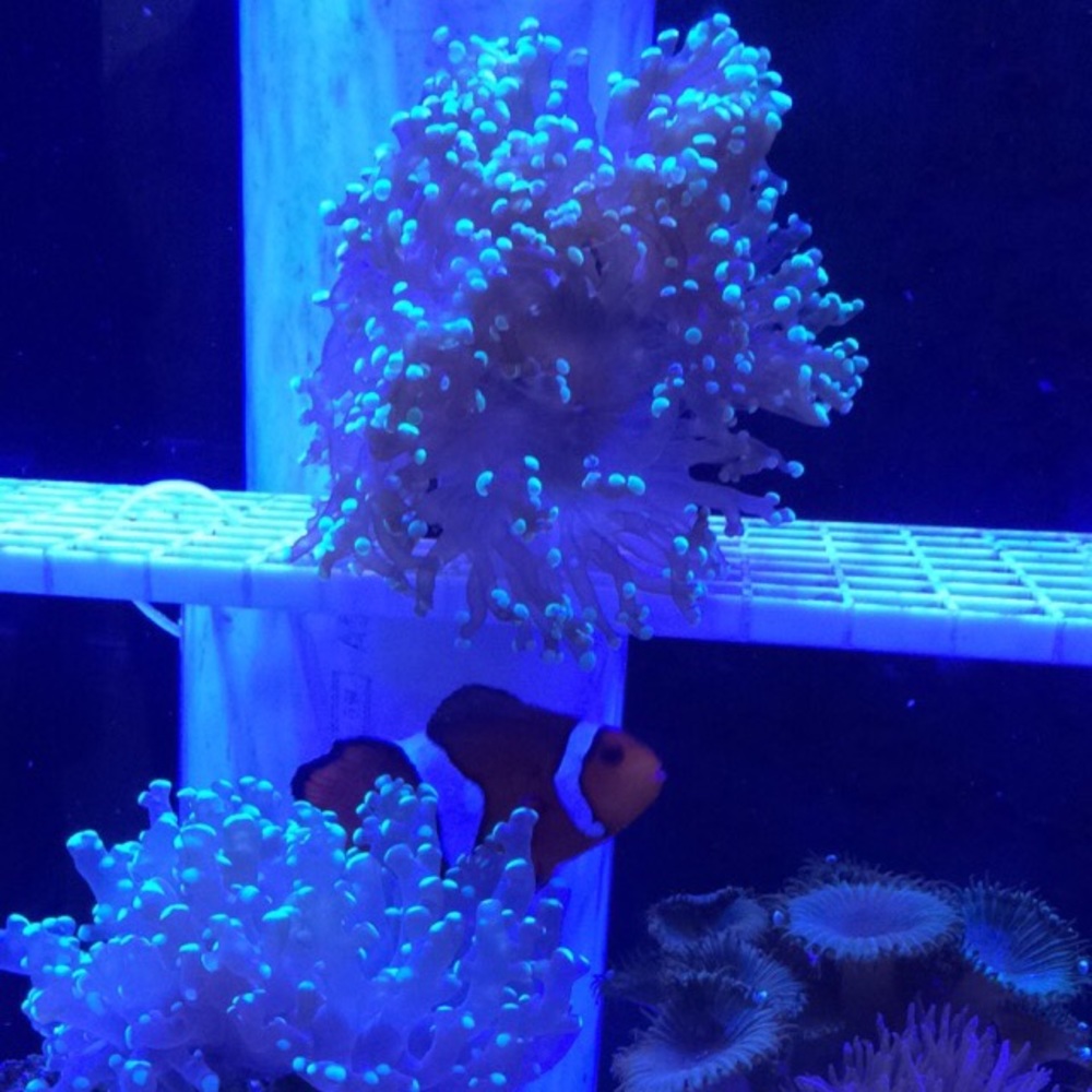 Meet your Posher, Victoria