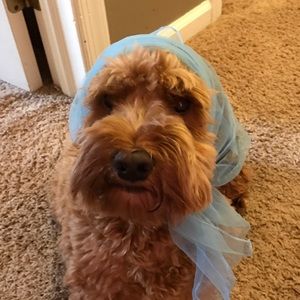 Meet your Posher, Laura