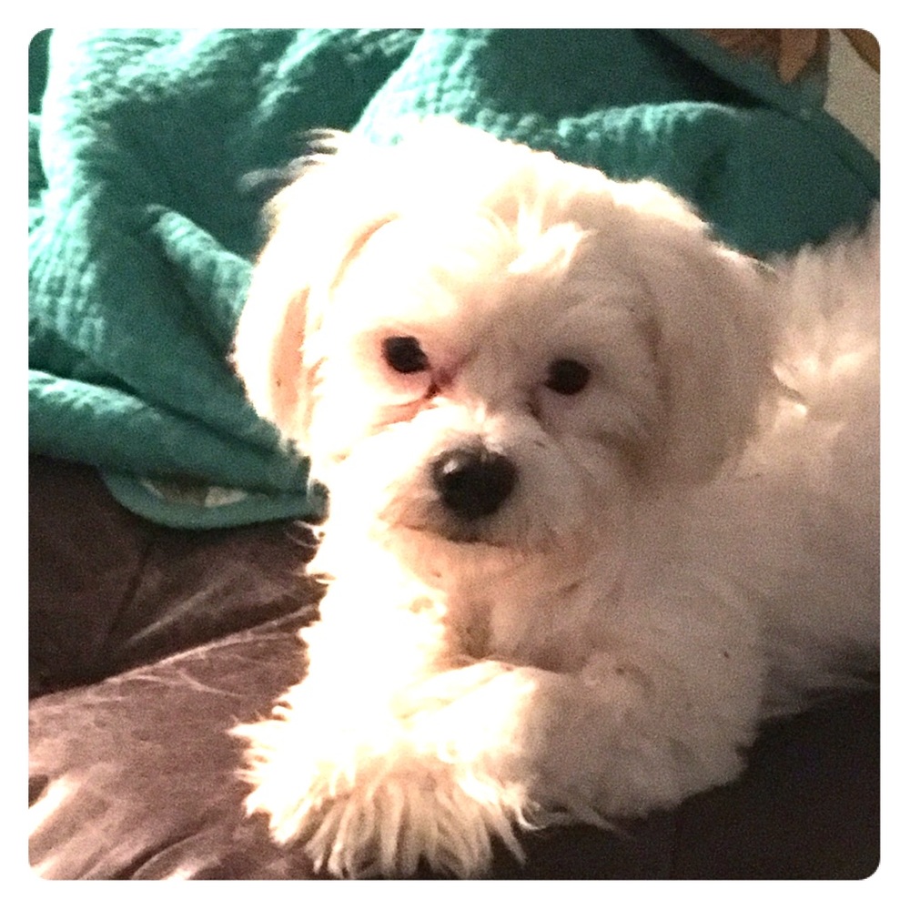 Meet your Posher, Holly