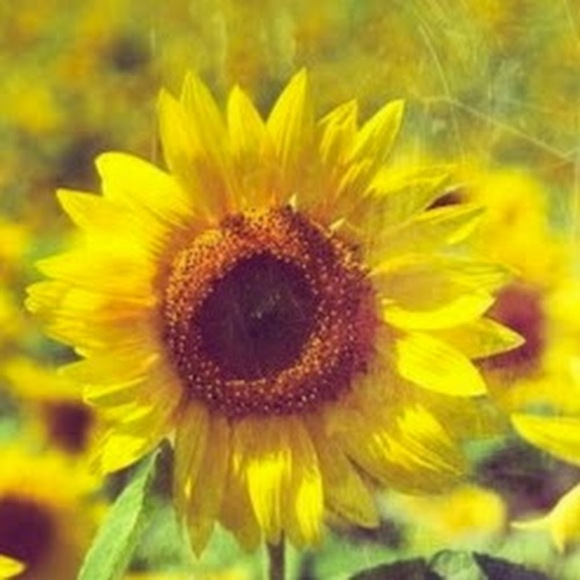 Meet your Posher, Dee - Picture 1 of 1