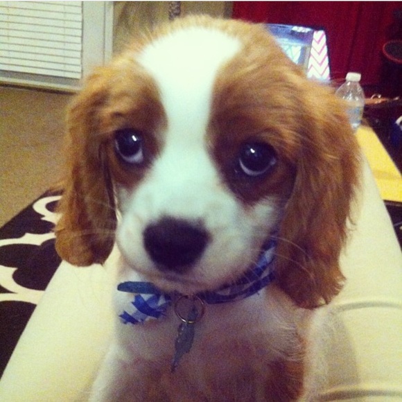 Meet your Posher, Ashlee - Picture 1 of 1