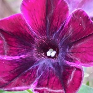 Meet your Posher, Trina