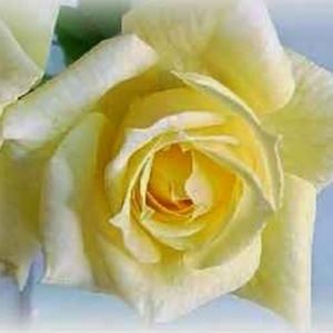 Meet your Posher, Rose