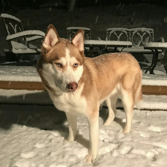 IMPORTANT INFORMATION ABOUT ME ❤ - Picture 4 of 14