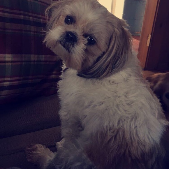 Meet your Posher, Bailee - Picture 2 of 4