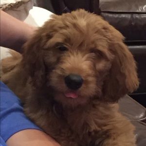 Meet your Posher, Margie