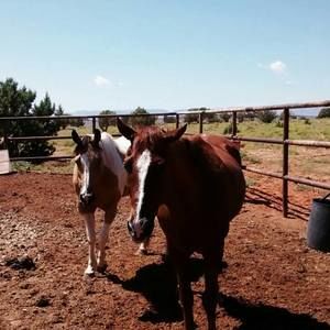 Meet your Posher, Latisha