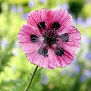 Meet your Posher, Elvira