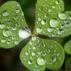 Meet your Posher, Lea