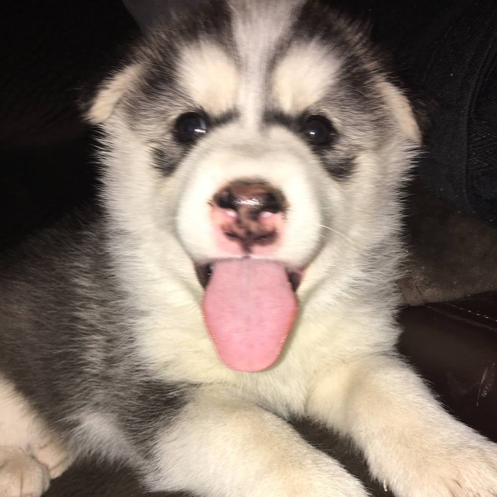 Meet your Posher, Jossy