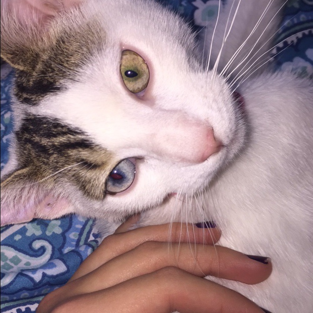 Meet your Posher, Amy