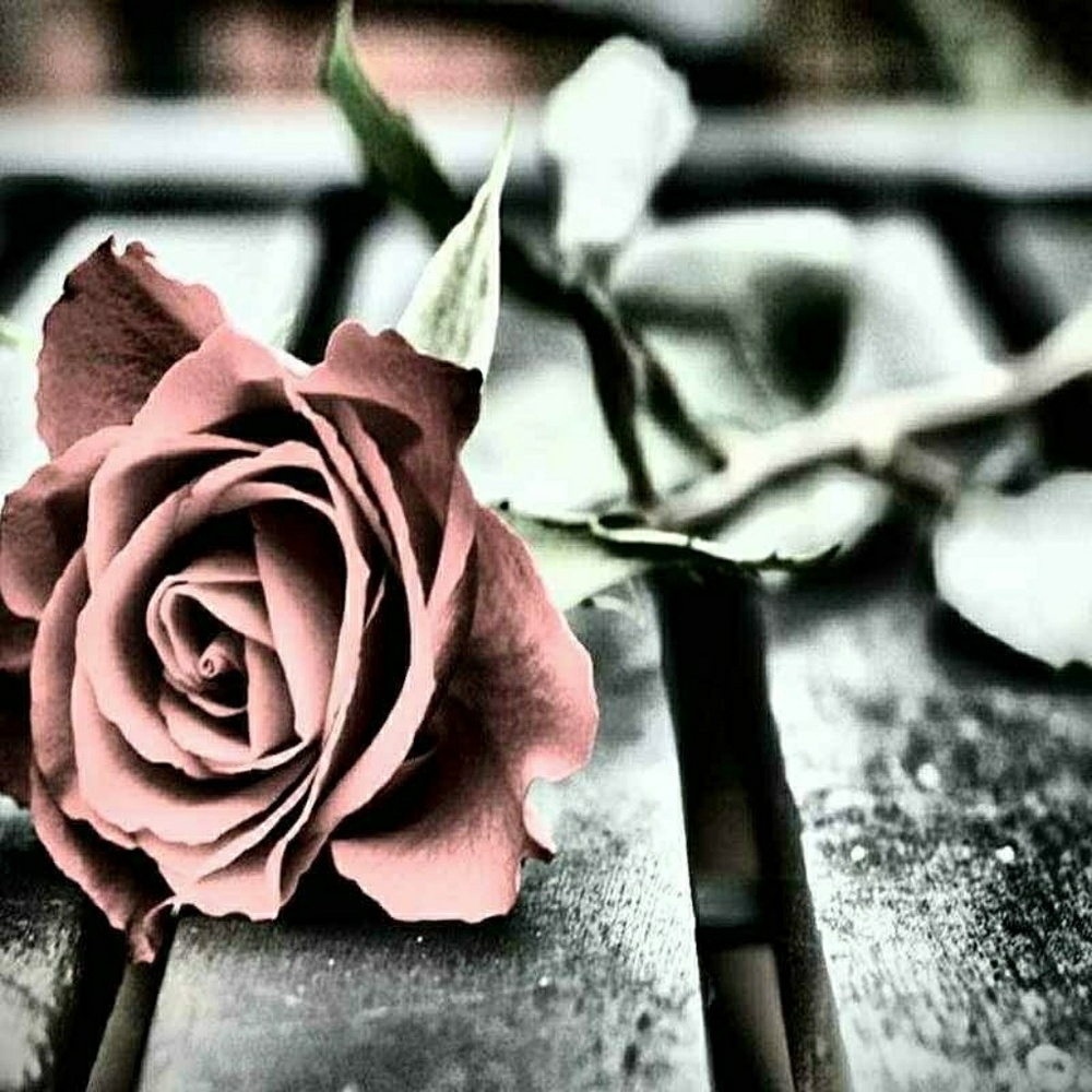 Meet your Posher, Jill