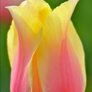 Meet your Posher, Jill