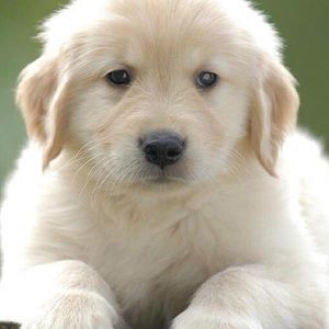 Meet your Posher, Jonice