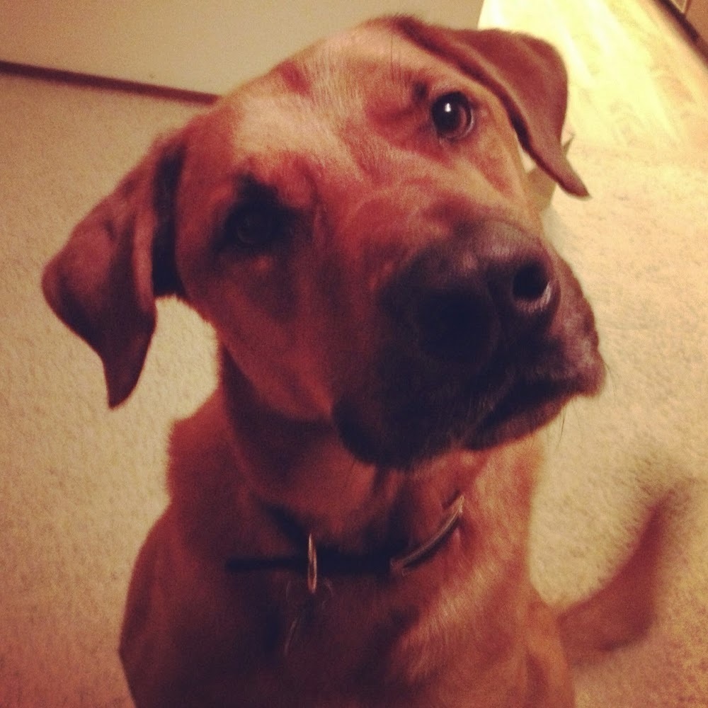 Meet your Posher, Jamie