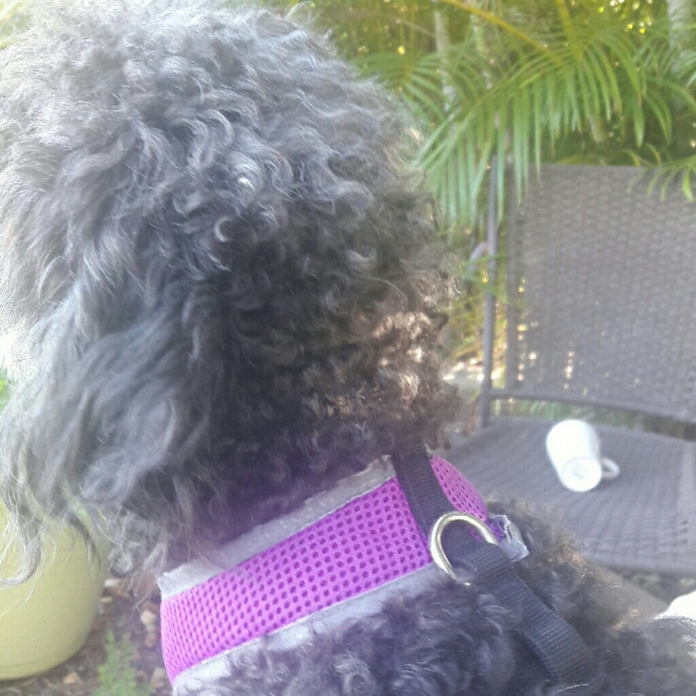 Meet your Posher, Lucy