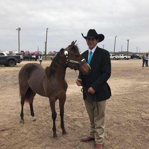 Meet your Posher, Belinda