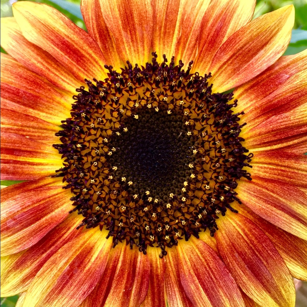 Meet your Posher, Peter