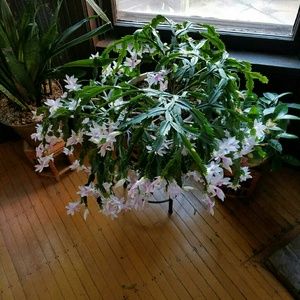 Meet your Posher, Caron