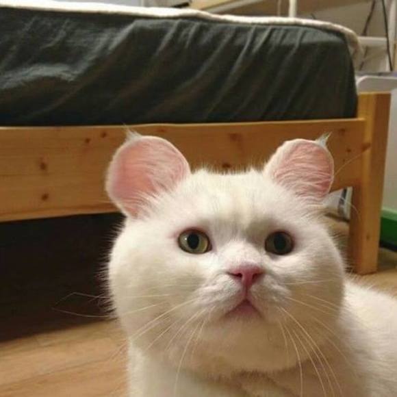 Meet your Posher, Winnie - Picture 1 of 1