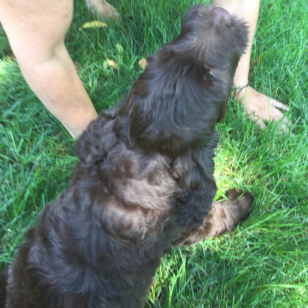 Meet your Posher, Grace