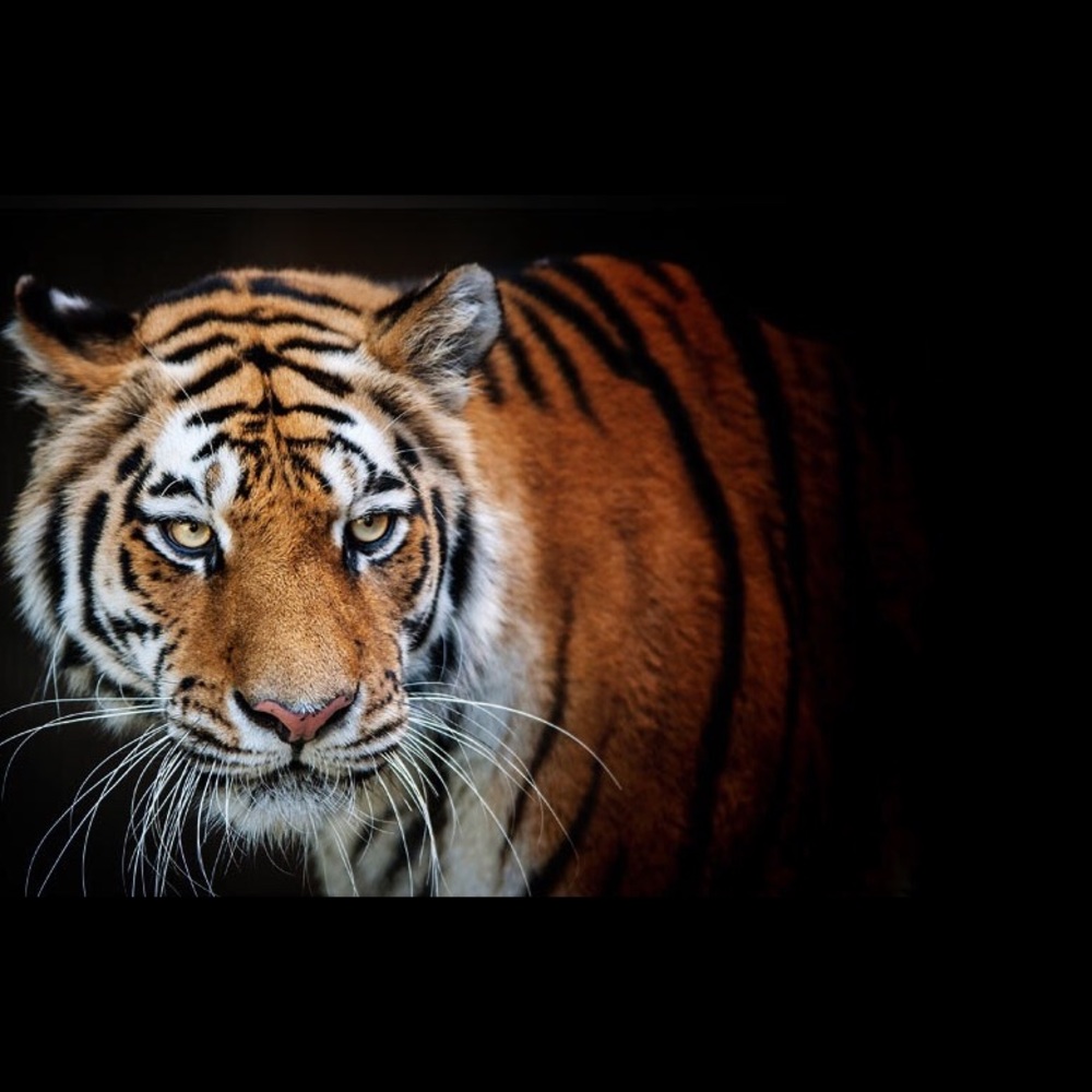 Meet your Posher, Daniella