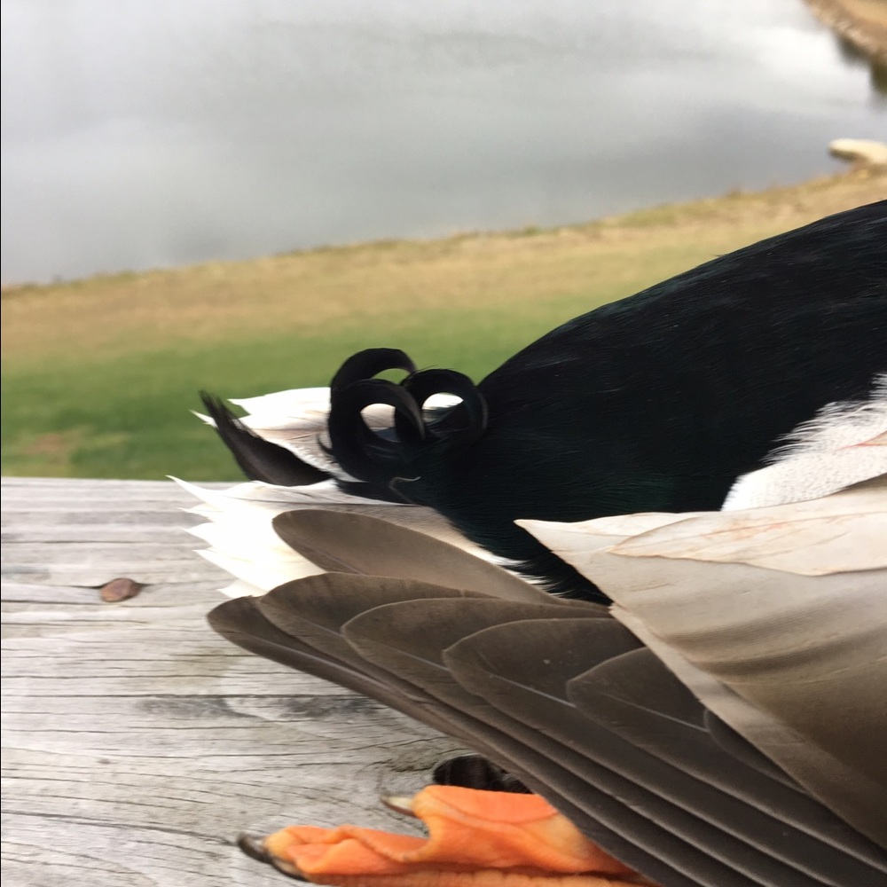 Meet your Posher, Steven