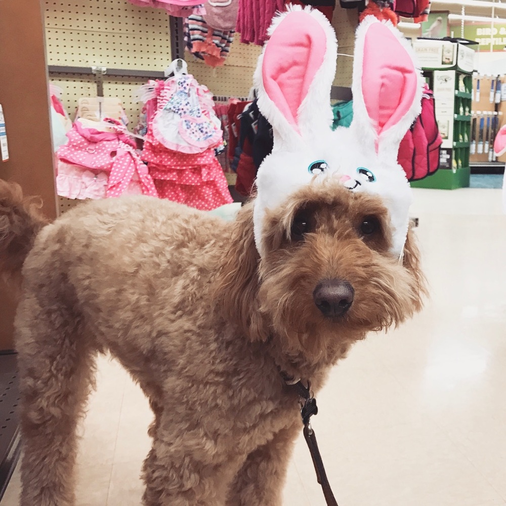 Meet your Posher, Angela