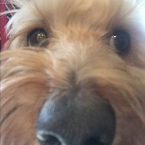 Meet your Posher, Lainie