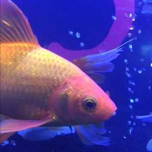 Meet your Posher, Aleah