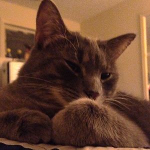 Meet your Posher, Morgan