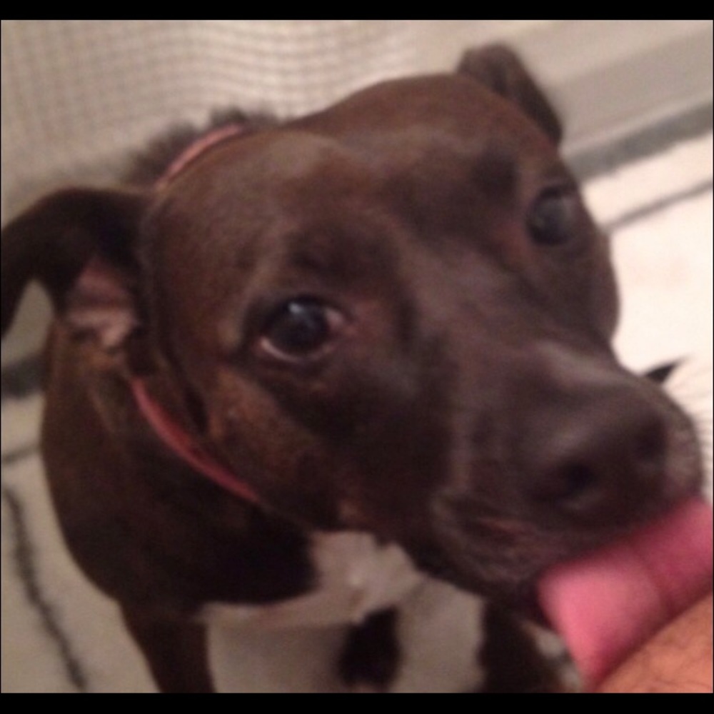 Meet your Posher, Rocky