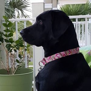 Meet your Posher, Janice