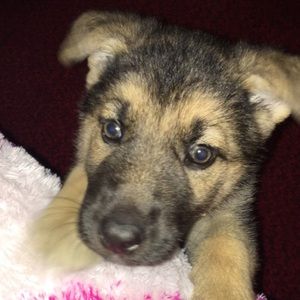 Meet your Posher, Yisel