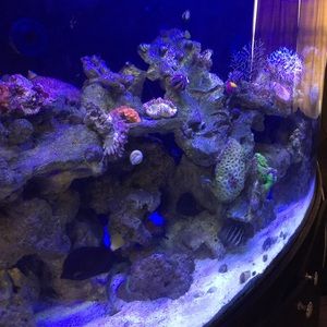 Meet your Posher, Luangela