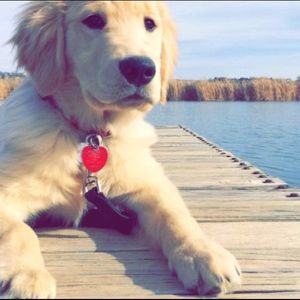 Meet your Posher, Cassidy