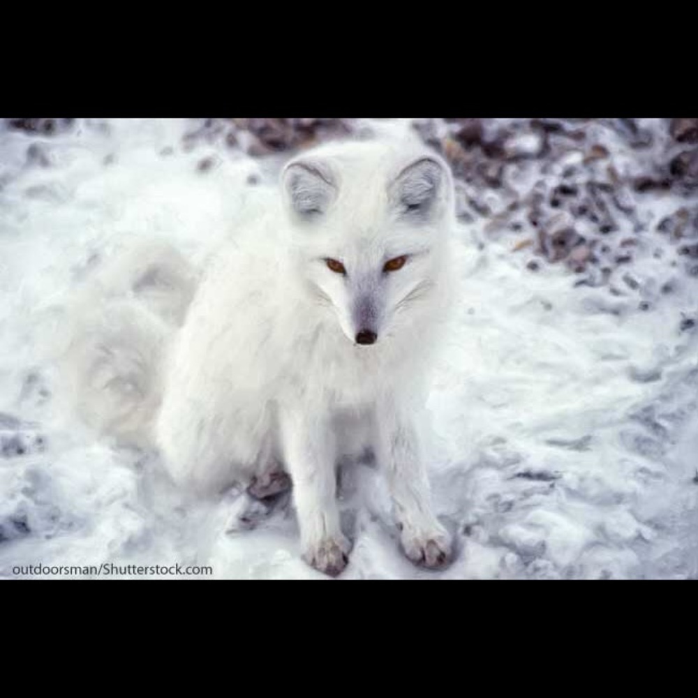 Meet your Posher, Toni